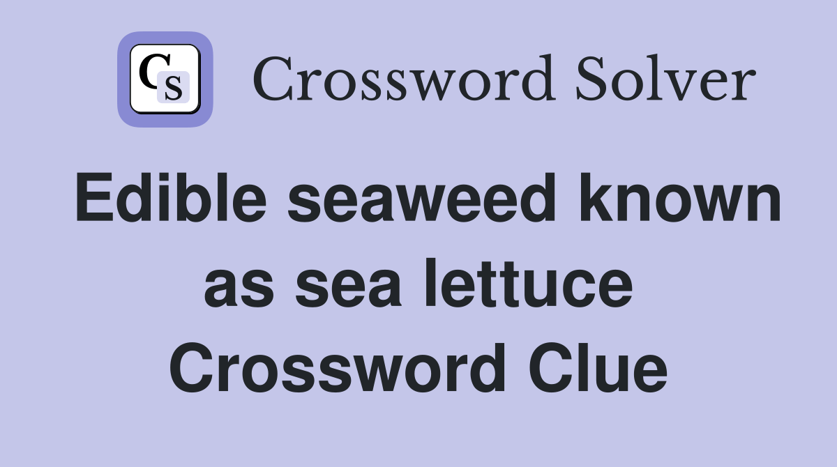 Edible seaweed known as sea lettuce Crossword Clue Answers